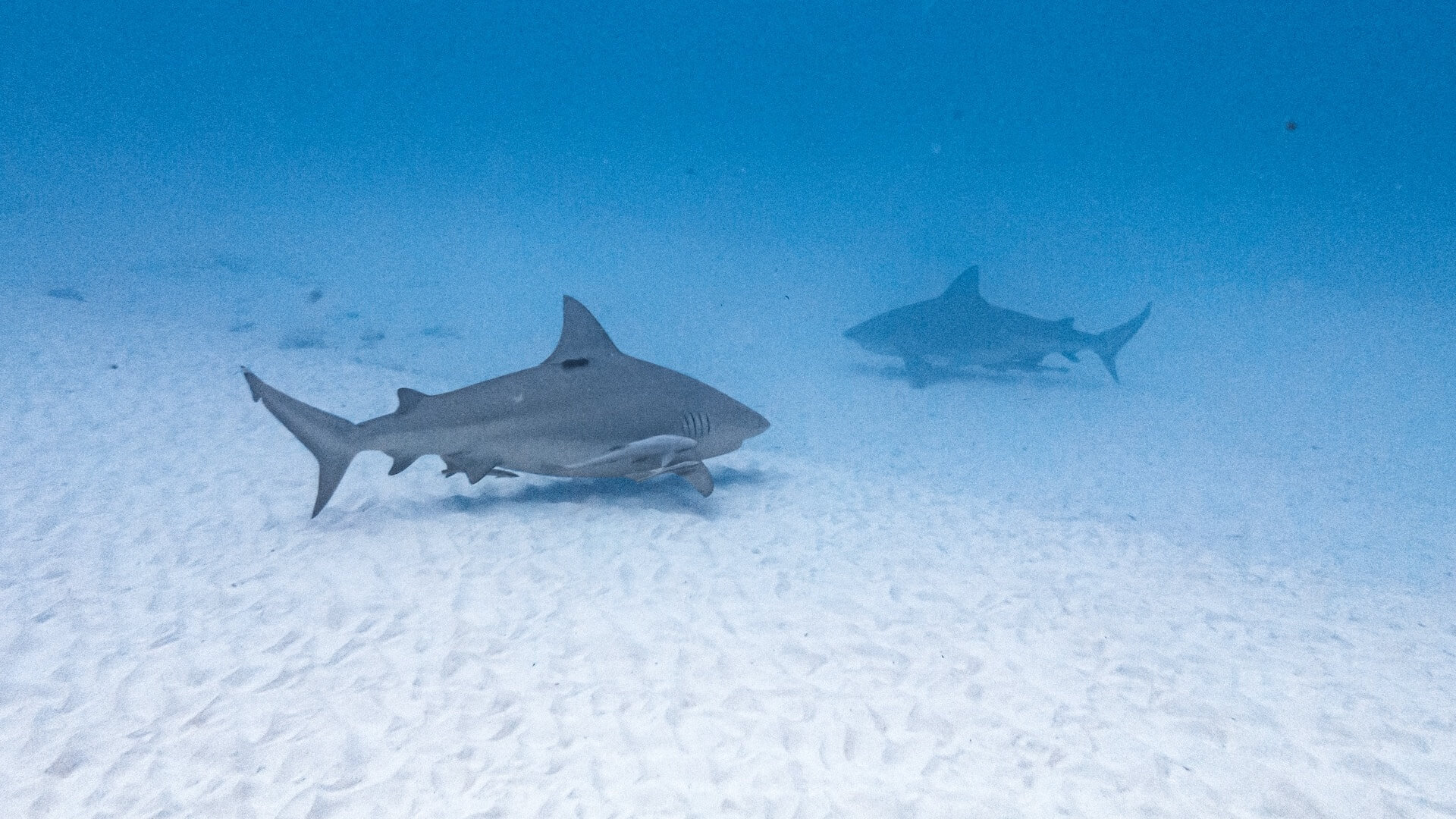 De onderwaterwereld van Playa del Carmen