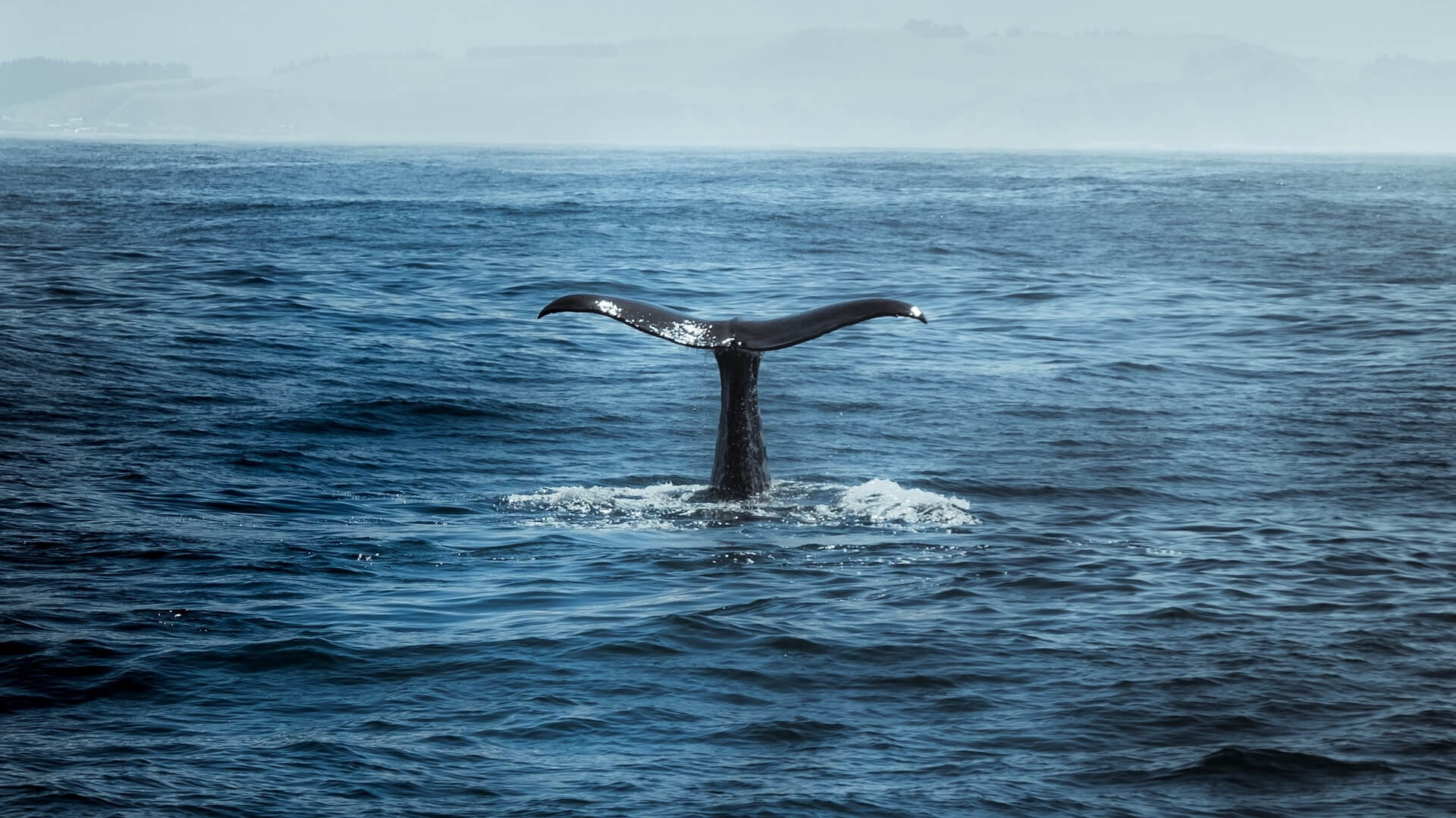 Walvissen spotten in Hermanus