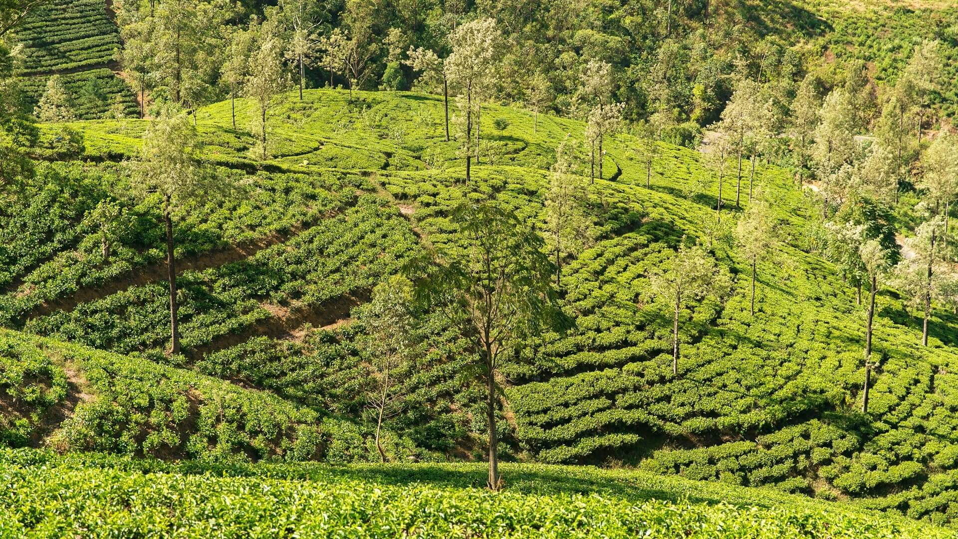 De Theeplantages van Nuwara Eliya