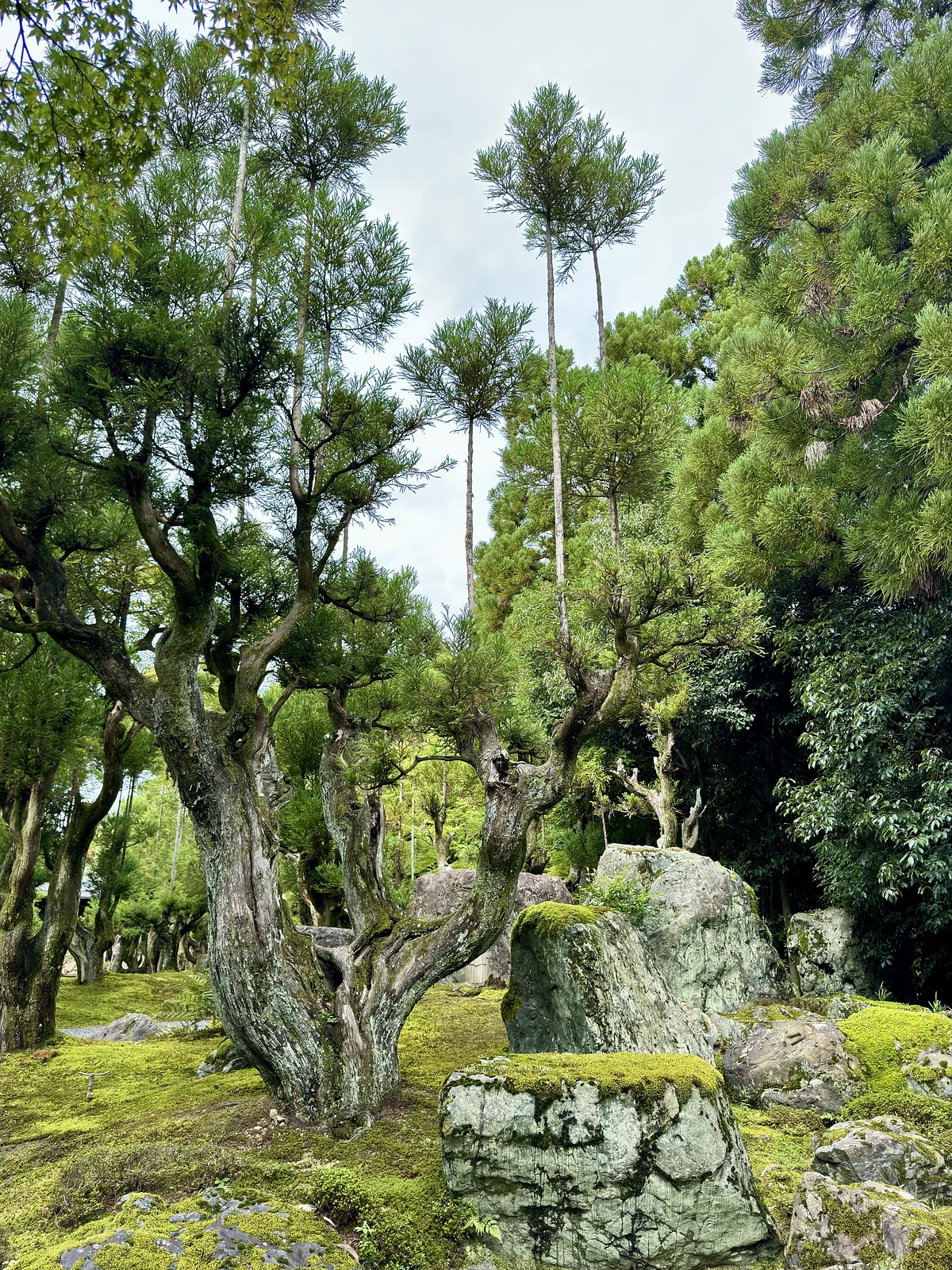 Tuin met bonsai kwekerij