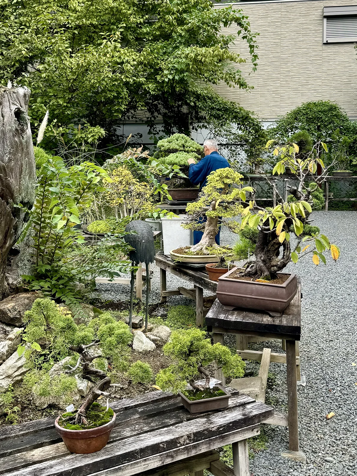 Tuin met bonsai kwekerij